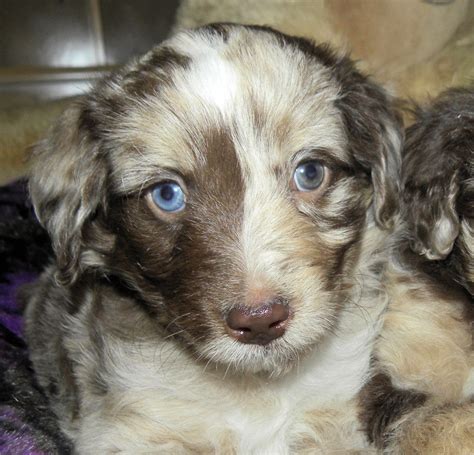 Top quality mini and toy aussiedoodles. Mini Blue-Eyed F1 Aussiedoodle Puppies- Aussiedoodle and ...