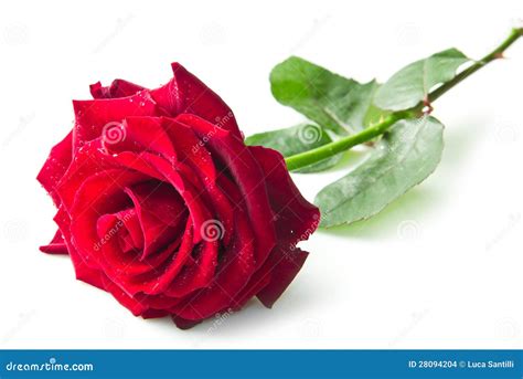 Single Red Rose Flower Stock Photo Image Of Flower Background 28094204