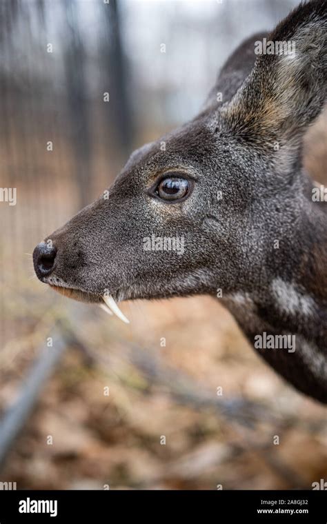 Siberian Musk Deer A Rare Pair Hoofed Animal With Fangs Stock Photo