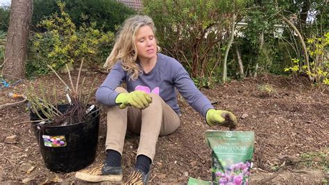 Renowned for their beautiful, often many petalled, repeat flowering blooms. Planting David Austin Roses (Eden Garden) - YouTube
