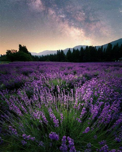 Developing Lavender Nature Photography Purple Flowers Garden Lavender