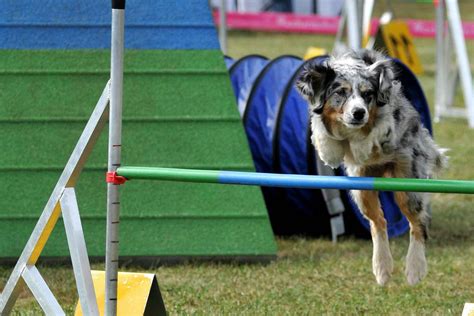 28 Tiny Dog Obstacle Course Training Photo Ukbleumoonproductions