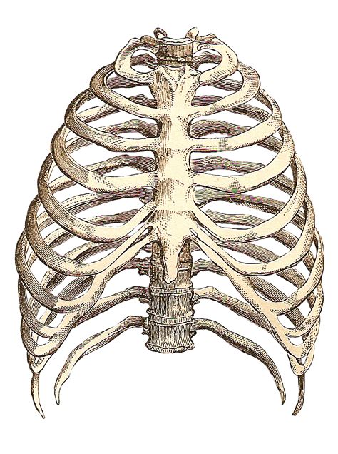 Which Organ Sits In The V Part Of The Ribs Rib Cage Rib Cage Bones