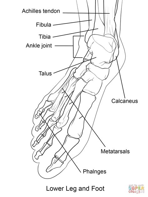 These coloring pages feature skeleton coloring pages drawings such as a skeleton cut out to make decorations from, skeleton pirate, dancing skeleton and skeletons for halloween. Human Foot Bones coloring page from Anatomy category ...