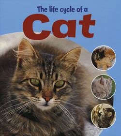 Understanding the flea life cycle 2 : The Life Cycle of a Cat | Rosen Publishing