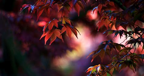 Hd Camera On Dried Leaves