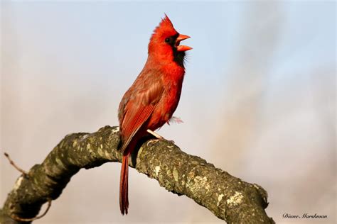 Start Each Day With A Song Feederwatch