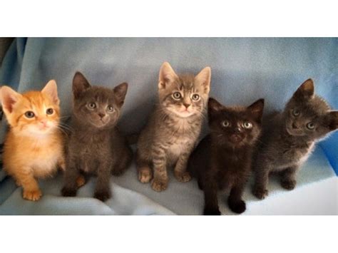 Cats protection has shelters local to you all over the country. "Super Adoption Weekends" for Cats and Kittens ...