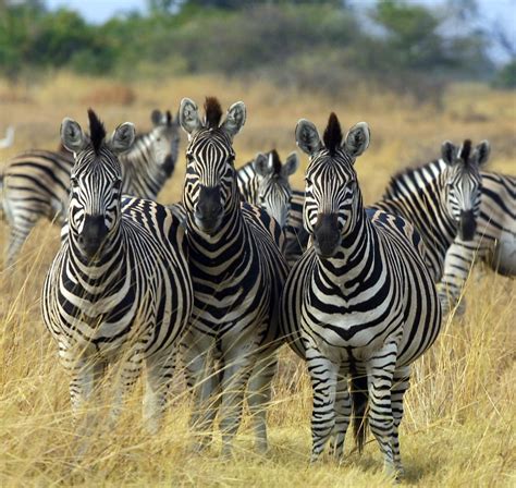 Africa stretches well south of the equator to cover more than 12 million square miles making africa the world's second largest continent. File:Zebra Botswana edit.jpg