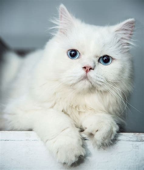 7 Cool Facts About Your Cats Eye Color Catster Persian Kittens