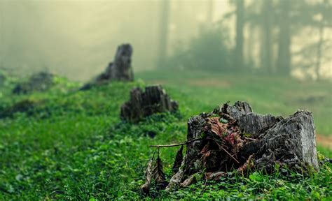 Photography Forest Mist Dead Trees Wallpaper Coolwallpapersme