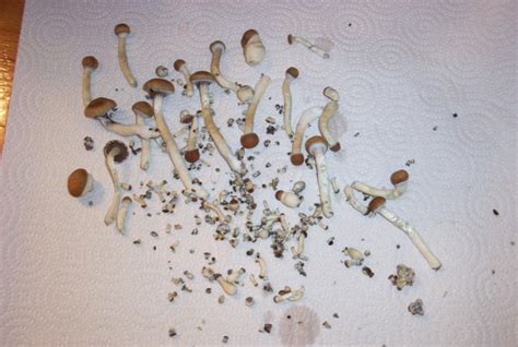 Eating An Ounce Of Dried Shrooms The Psychedelic Experience