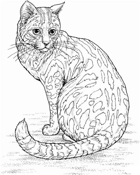 Here you can download all the coloring pages and print them for free. Realistic Cat coloring page for kids, animal coloring ...