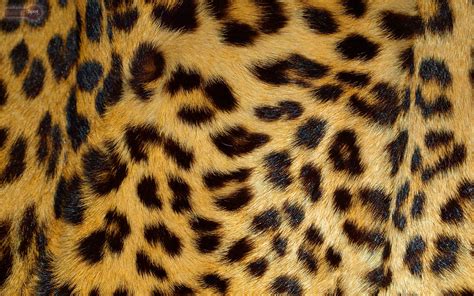 Beautiful animals wallpapers for desktop. Animal Print Wallpaper HD | PixelsTalk.Net