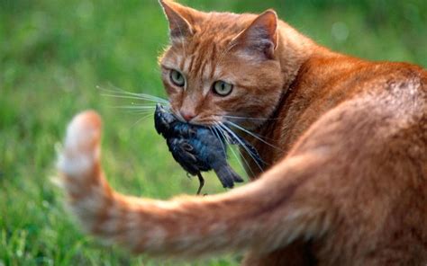 Feral Cats Are A Problem Because They Kill Billions Of Animals Each