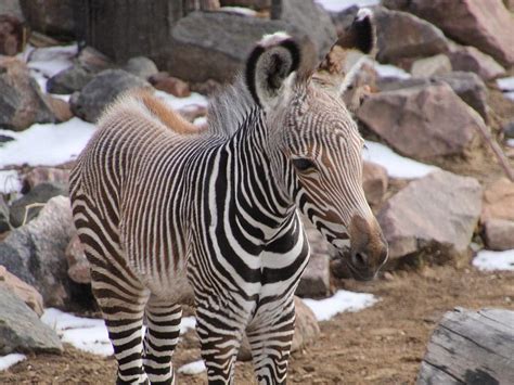 Download Grevy's Zebra - Denver Zoo