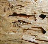 Localized Termite Damage Pictures