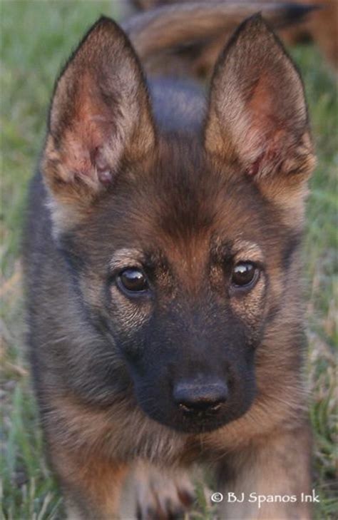 When a black german shepherd mates with a sable dog carrying the recessive gene, the proportion of black puppies in the litter rises to around half. 381 best images about German Shepard on Pinterest ...