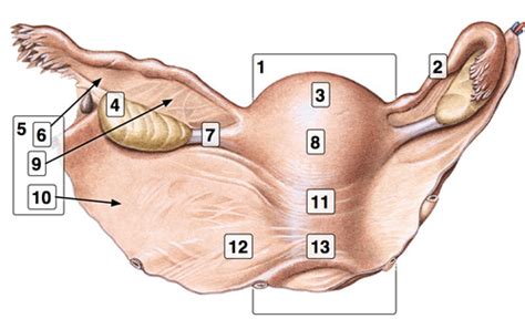 In gynecology, the band is often referred to as the ligamentum rotundum ( romanization of the term round uterus band ). DFM3:1 Anatomi - Kvinnliga genitalier flashcards | Quizlet