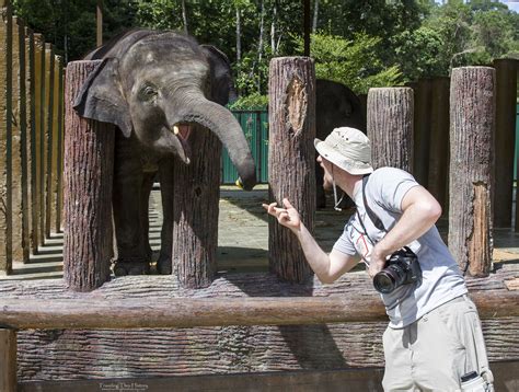 Day trip to kuala gandah elephant sanctuary2. Kuala Gandah Elephant Sanctuary | Traveling Thru History