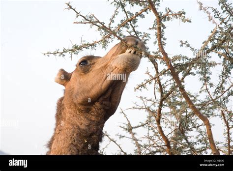 Camel eating thorns hi-res stock photography and images - Alamy