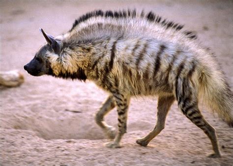 Hyena With A Mohawk Pics