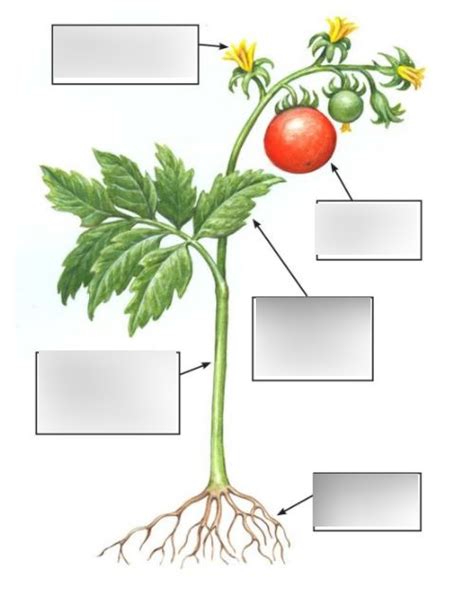Plant Diagram Diagram Quizlet