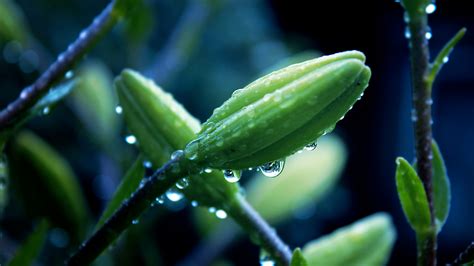 Perfect screen background display for desktop, iphone, pc, laptop, computer, android phone, smartphone, imac, macbook, tablet, mobile device. 43+ 4K Flower Wallpapers on WallpaperSafari