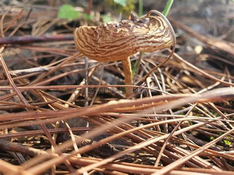 Beautiful Mushrooms Grow In A Pine Forest Mushroom Under Pine Needles