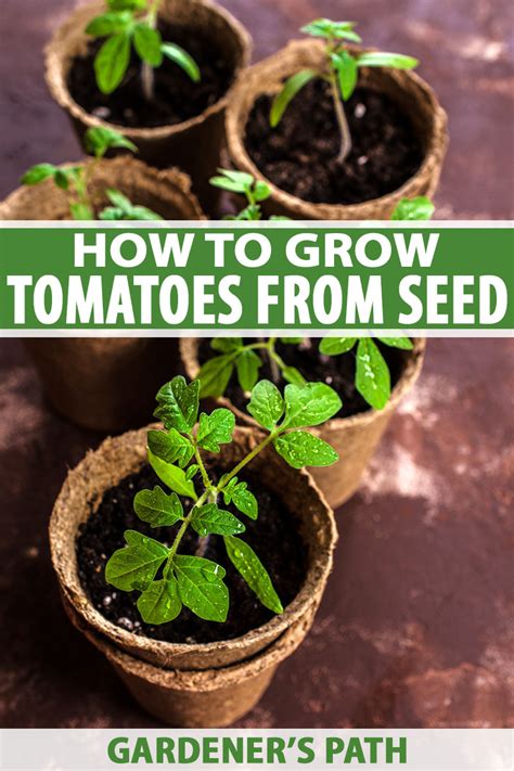 How To Grow Tomatoes From Seed In Easy Steps Gardeners Path Plant