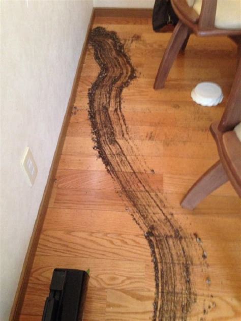 When Roomba Meets Dog Poop Dads Poopocalypse Story Goes Viral
