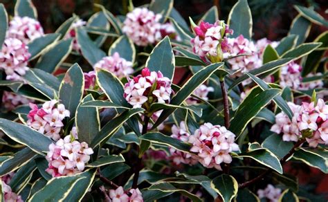 Daphne Odora Aureomarginata Fragrant Hardy Evergreen Shrub