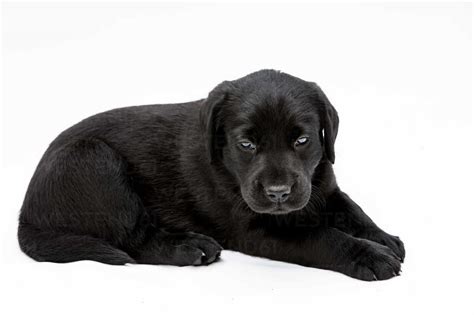 Black Labrador Puppy On White Background Looking At Camera Stock Photo