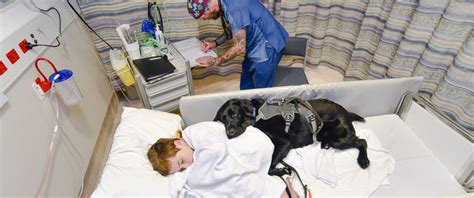 Depends on the 9 year old. Loyal Dog Jumps on Hospital Bed to Comfort 9-Year-Old Boy ...