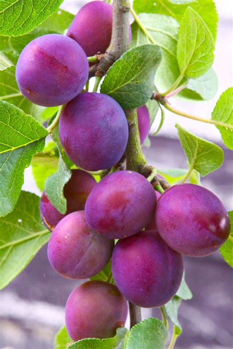 Methley Plum Tree Fruit Trees Isons Nursery And Vineyard Fruit