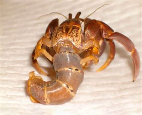 What You Should Know About Hermit Crabs Out Of Their Shells Happy Pet Happy Home The Pets