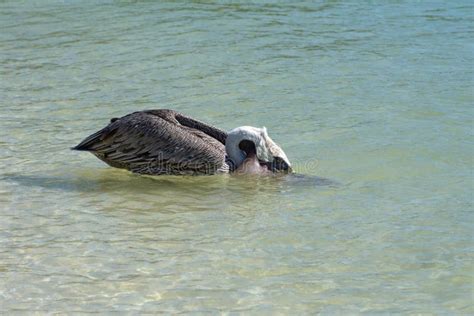 Brown Pelican Eating Fish In The Bay Stock Photo Image Of Island