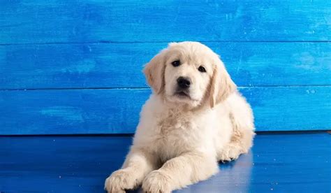 Miniature Golden Retriever Is The Comfort Retriever The Dog For You