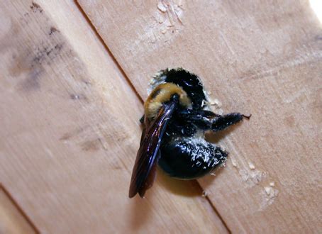 Females usually nest in rotting wood or under loose bark of dead. Solitary Bees and Wasps: Carpenter Bee, Cicada Killer and ...