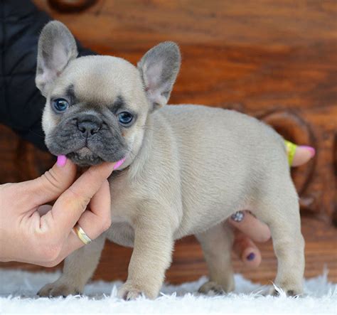 French bull dogs only need moderate activity, and teacup french bulldogs need even less than their larger counterparts. What is a Mini Frenchie? The Ultimate Guide to its health ...