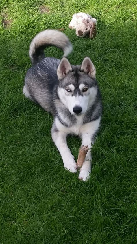 Very affordable, come view our current litters and take your puppy home. husky for sale | Runcorn, Cheshire | Pets4Homes
