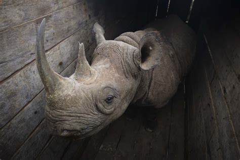 Chinas Legalisation Of Rhino Horn Trade Disaster Or Opportunity