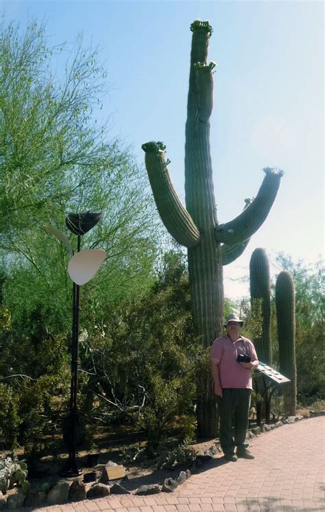 Is it okay to import a saguaro from baja? Annie and Rich's Travel Adventures: Arizona - Phoenix ...