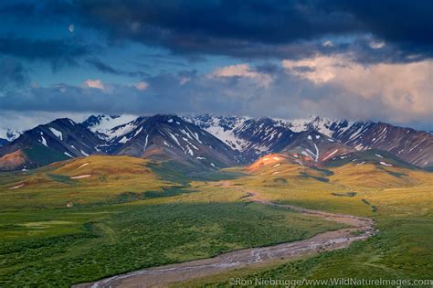 Polychrome Pass Denali National Park Alaska Photos By Ron Niebrugge