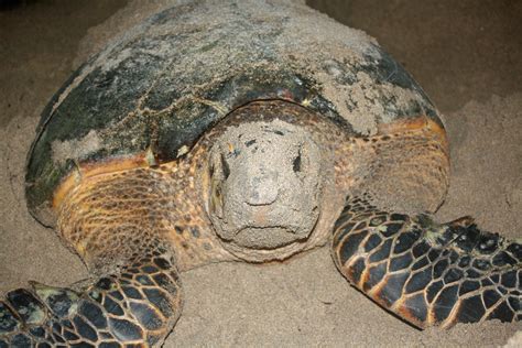 Sea Turtle Nesting Season In Florida Melbourne Beach