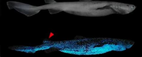 Kitefin Shark Worlds Largest Bioluminescent Vertebrate Photographed