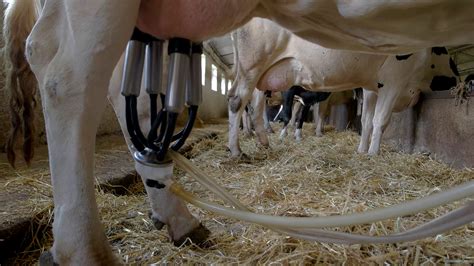 Milking Machine On Udder Cows Stand In Stall Farm Produces Lots Of