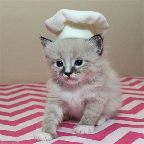 Hilarious Cutey Kittens Dressed Up