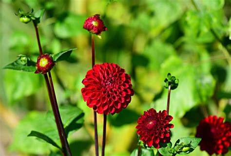 Dahlia Flower Plant Free Photo On Pixabay Pixabay