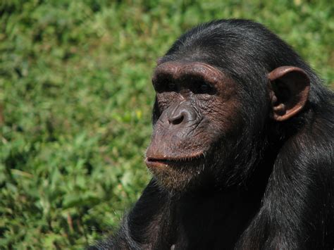 Chimpanzee Science Buzz